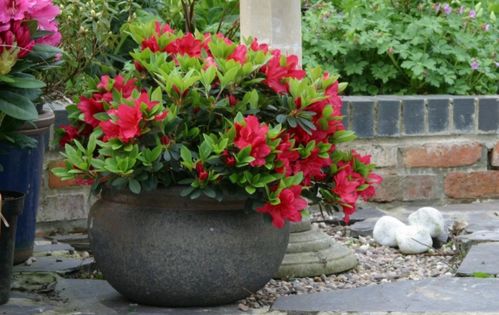 杜鹃花的种植，你了解多少嗯？