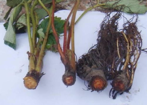 甘蔗喷施恶霉灵后如何有效防治根腐病的发生和蔓延？