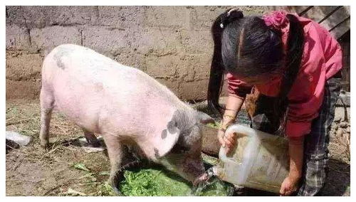 “三草喂养，猪壮疫病少