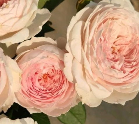 土壤，月季生长的沃土