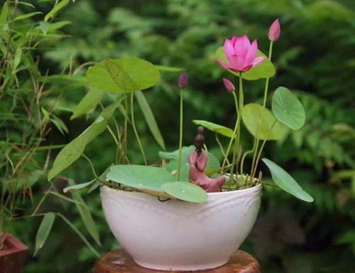 碗莲开花是几月？错过又要等一年