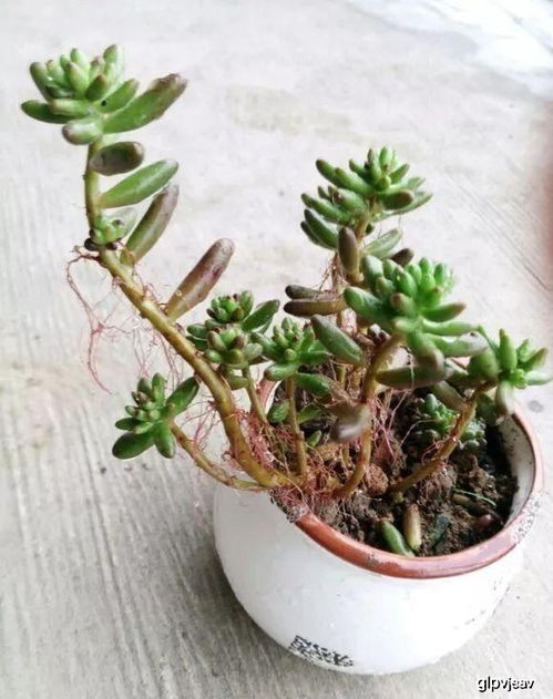 多肉植物气根如何处理？如何避免影响生长
