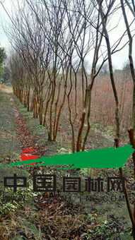 品种选择：各有千秋，用途广泛