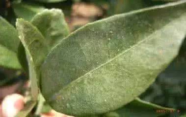 甲维盐虫螨腈：茄子红蜘蛛的克星？