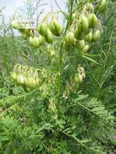 种植这些草要注意什么呢？