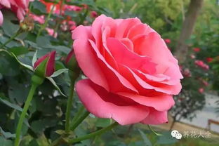 盆栽月季，浇水的学问大着呢！