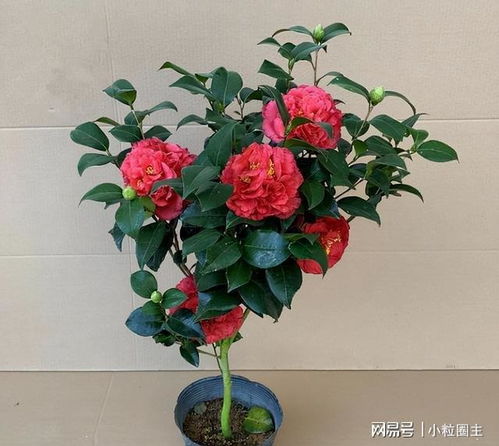 牡丹花与月季花相似，但它们的花瓣、花色和香气有何不同