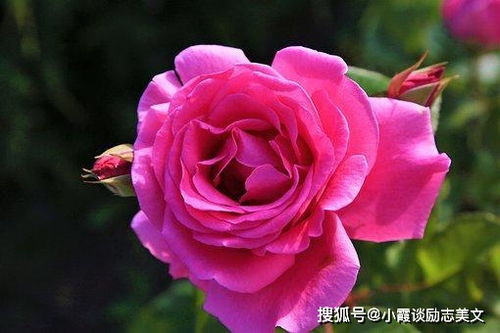 玫瑰花图片中，这种红色花朵的养生功效有哪些具体体现