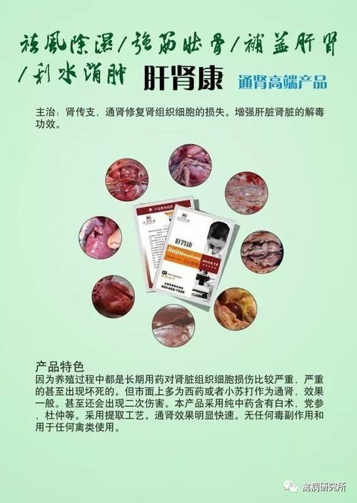鸡心包积液：饲料不当、环境应激、病原感染、遗传因素