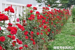 大花月季的市场与供应商