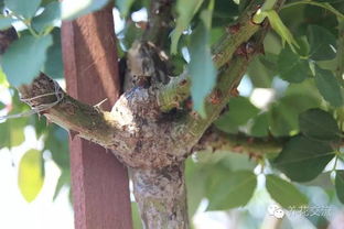 嫁接品种的选择