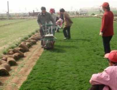 夏天草坪枯黄之谜