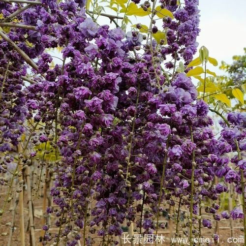 紫藤种子种植：气候与土壤的魔法配方