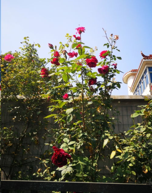 月季入秋修剪， 分为灌木月季修剪，藤本月季修剪和微型月季修剪，这三类不同的月季，修剪方法是不一样的，今天主要介绍灌木月季的入秋修剪方法。