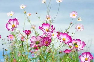 格桑花图片，这些网站让你挑花眼
