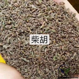 柴胡种子市场价格波动大，处理方法需谨慎
