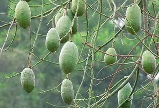 文冠果开花后如何留果？果实成熟后
