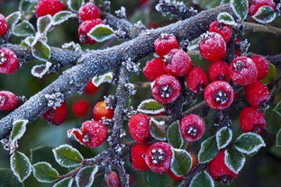 平枝荀子的习性与繁殖
