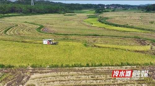 每亩降本增收400元，农户种植水稻积极性提高