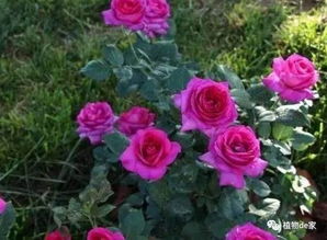 光照——月季的阳光伴侣