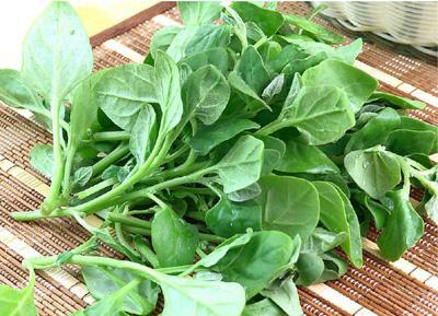 烂菜叶变宝：花卉肥料新选择