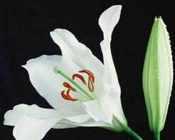 红百合的花语传递深情，那么用它的花语能否表达出我对你的无尽爱意呢