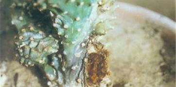 牡丹病的病状和治疗方法