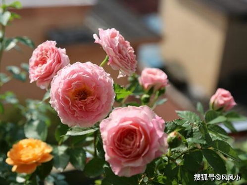 北方种植，有难度