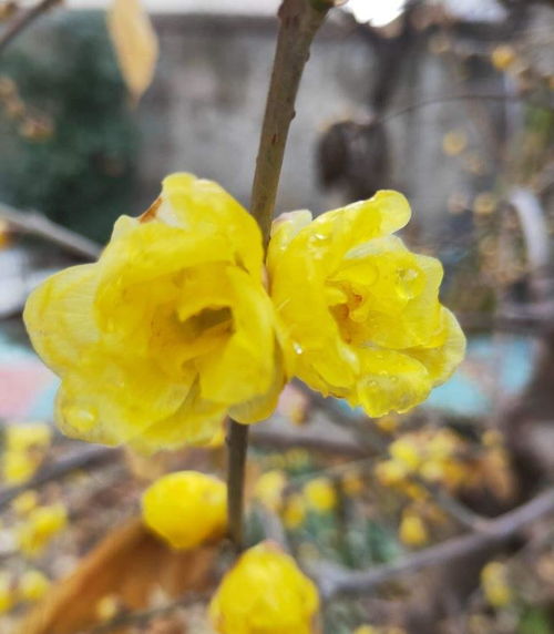 三、 腊梅：冬日里的芬芳