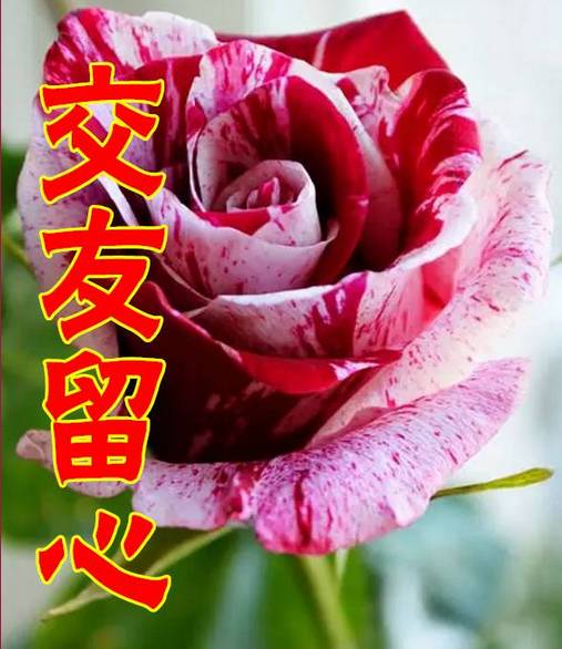 玫瑰切花，为何低头拆分为“双”