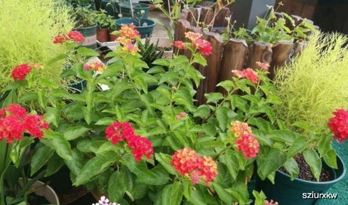 南北地区品种对照手册