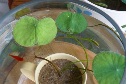 睡莲在水下嫩生长，那水培睡莲嫩玩全水养吗？