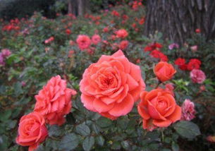 家里种月季，品种颜色真不少！