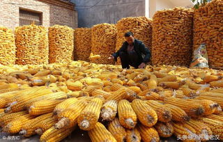 新玉米养猪常见问题有哪些？