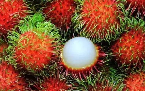 红毛丹的种植操作