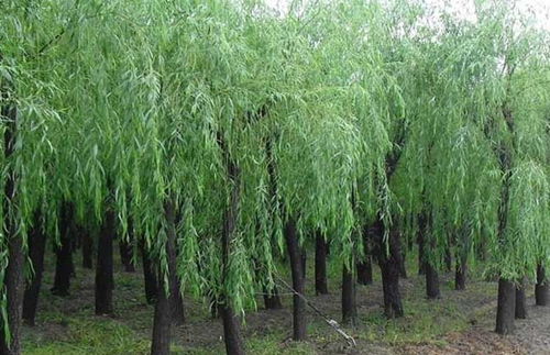 柳树辟邪？难道它不是用来招鬼的吗