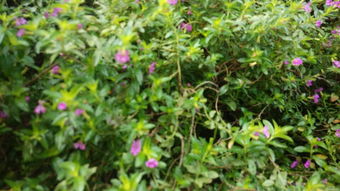 还有那个绿油油的小花儿， 好可爱