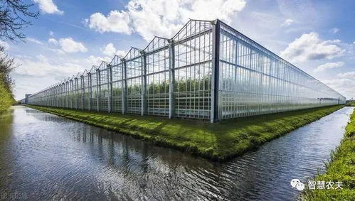 大棚豆角栽培，一种利用温室大棚种植豆角的农业生产方式