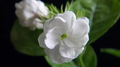 茉莉花期过后如何科学管理才能延长其观赏期