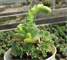 种植冷知识