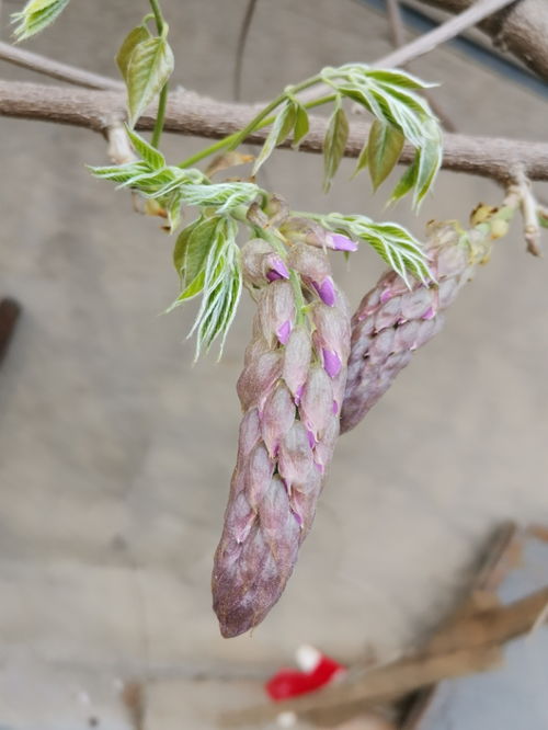 紫藤花苞的生长时机