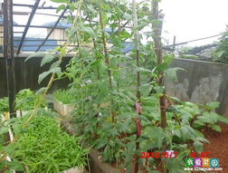 六月的阳台菜园，种什么蔬菜好？