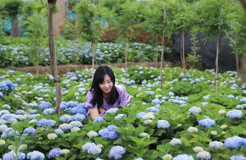 秋天里的蓝色绣球