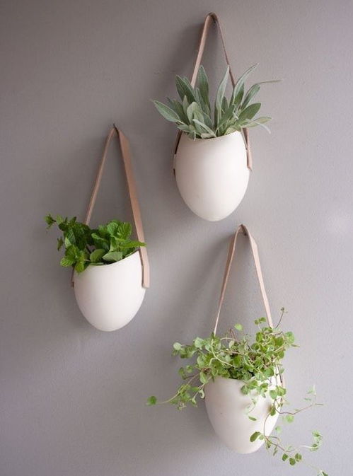 紫藤：传说中的秋千藤