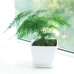 文竹怎么养得好的教程？光照、水分、土壤
