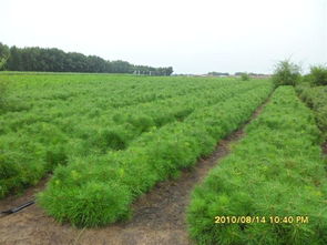 油松：阳光下的绿巨人