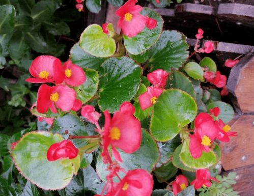 四季海棠花有毒吗？家里养了这种花