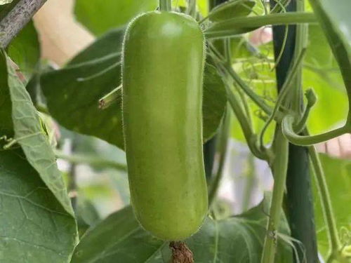 种植方法也简单