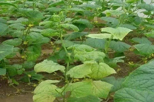植物叶子变黄，是光合作用减弱了吗