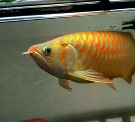 金鱼花有毒，室内养植需谨慎